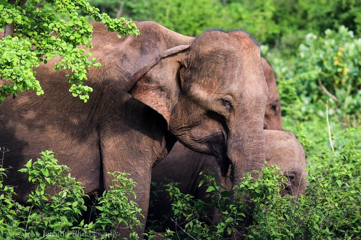 Udawalawe National Park